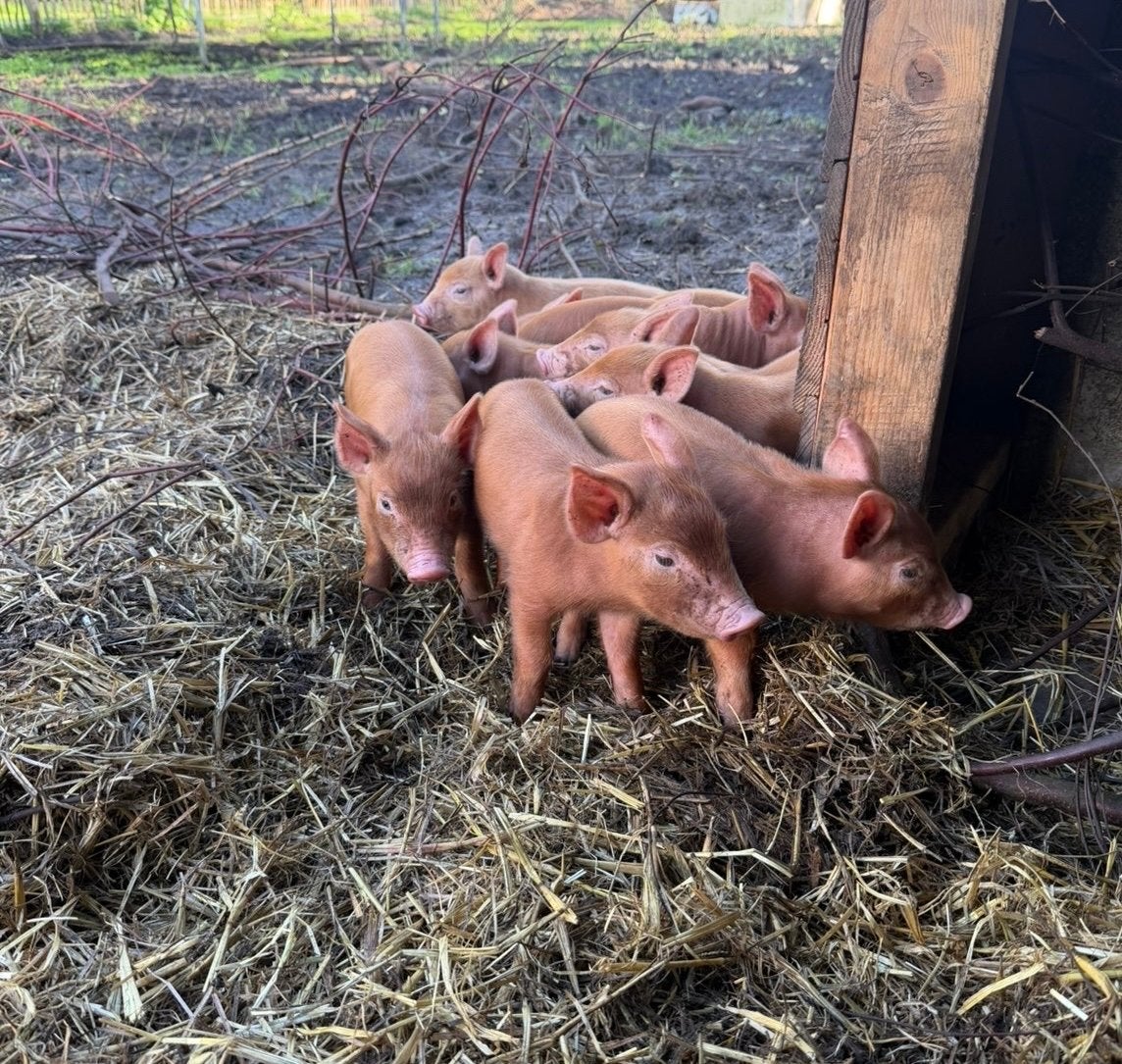 Raszuivere tamworth biggen, Meerdere dieren, Varken, 0 tot 2 jaar