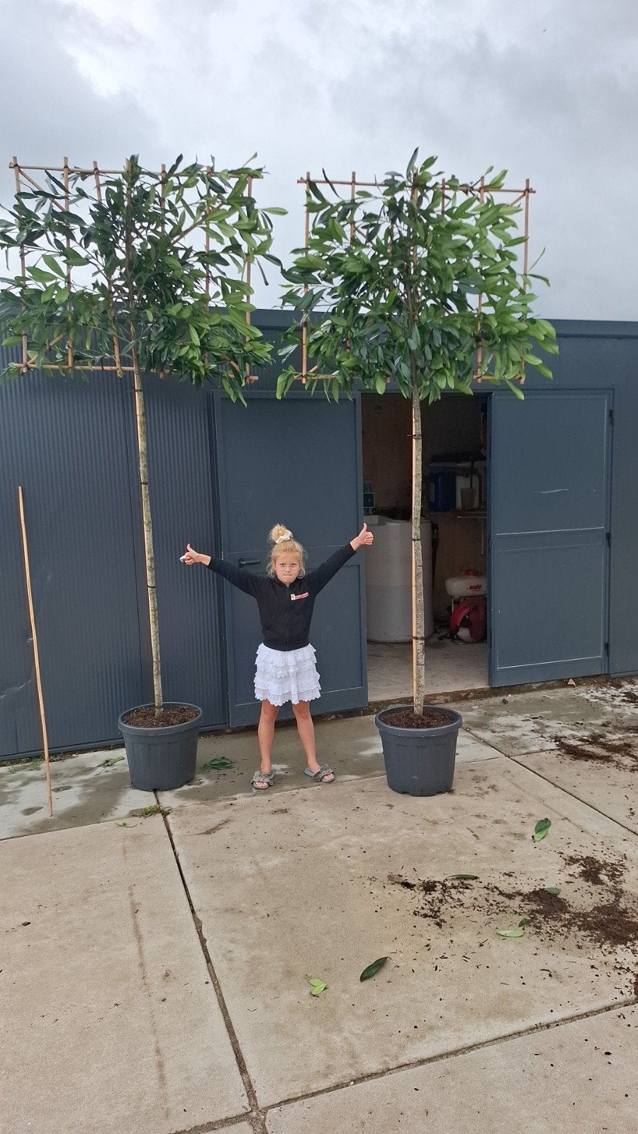groenblijvende leibomen leilaurier prunus caucasica, Tuin en Terras, Ophalen, Zomer, In pot, Volle zon