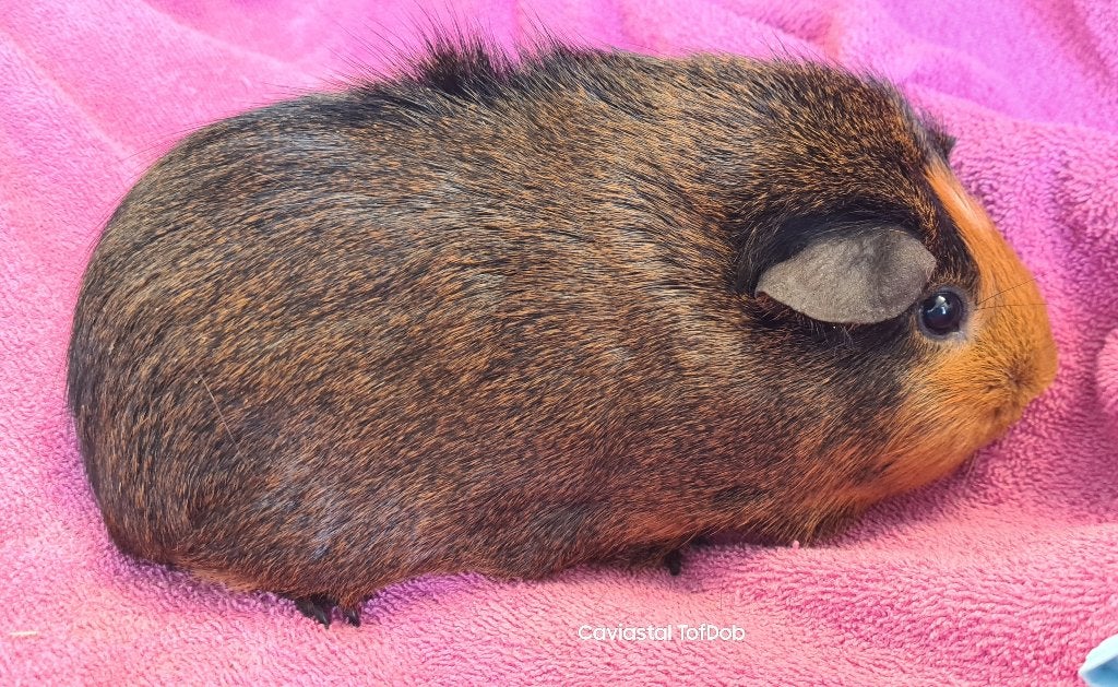 goudagouti rood ridgeback zeug, Dieren en Toebehoren, Cavia, Juni, Vrouwelijk, Tam