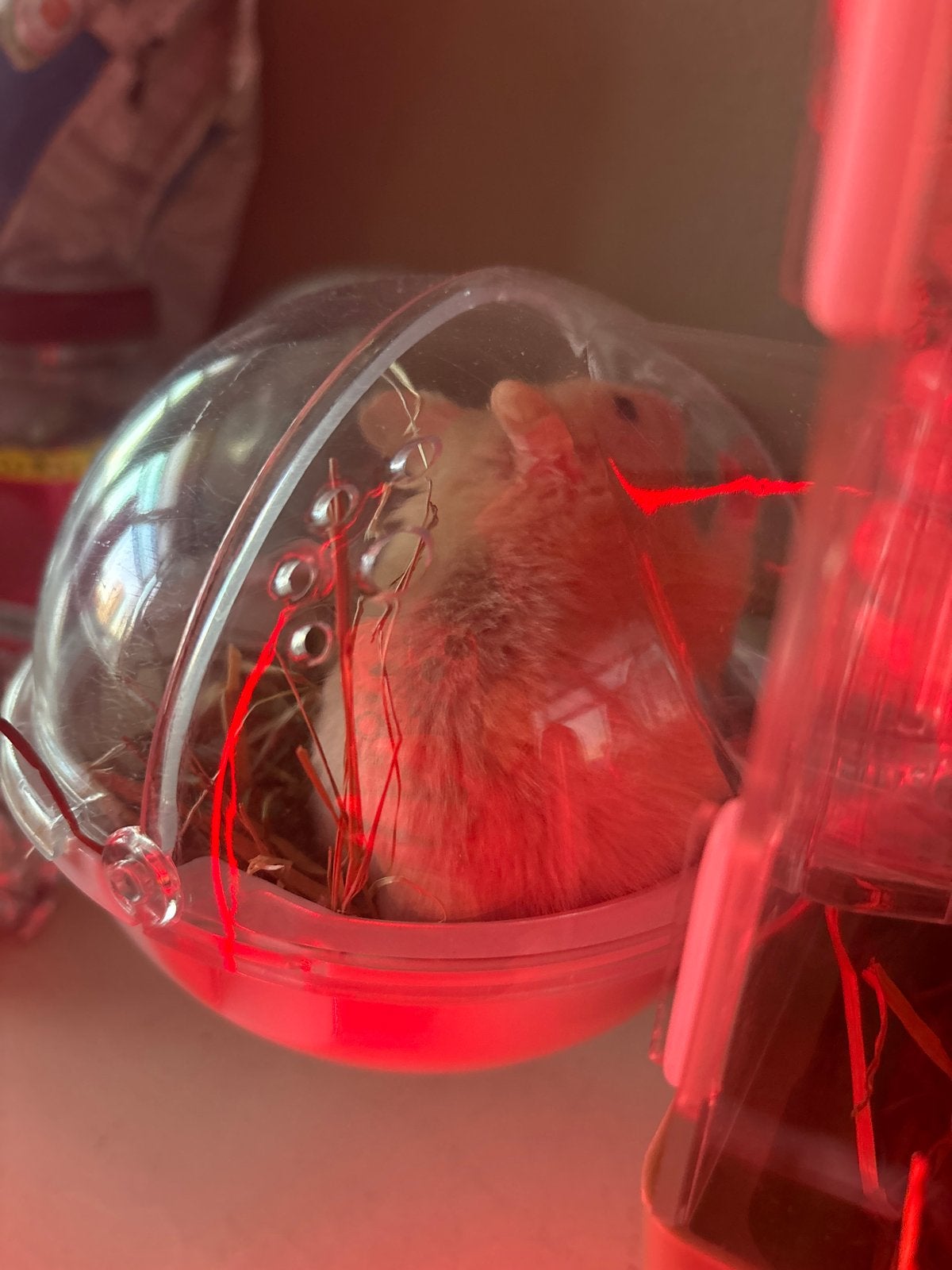 Hamster, Dieren en Toebehoren, Knaagdieren, Januari, Geslacht onbekend, Hamster