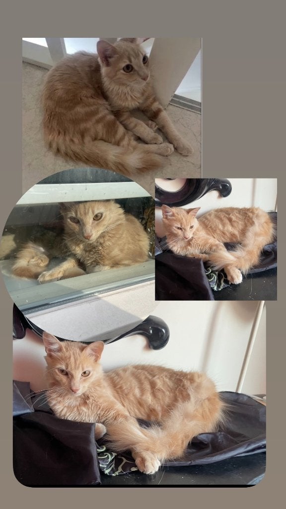 Lieve kater lang half lang haar, Dieren en Toebehoren, Katten en Kittens | Raskatten | Langhaar, Kater, Ontwormd, 0 tot 2 jaar