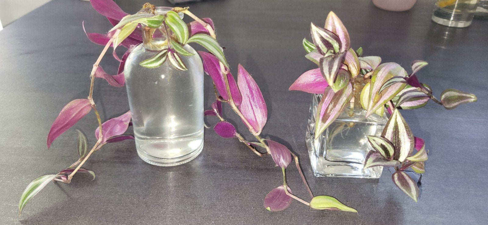 Tradescantia Zebrina stekjes - Levendige paarse plant, Ophalen, Halfschaduw, Minder dan 100 cm