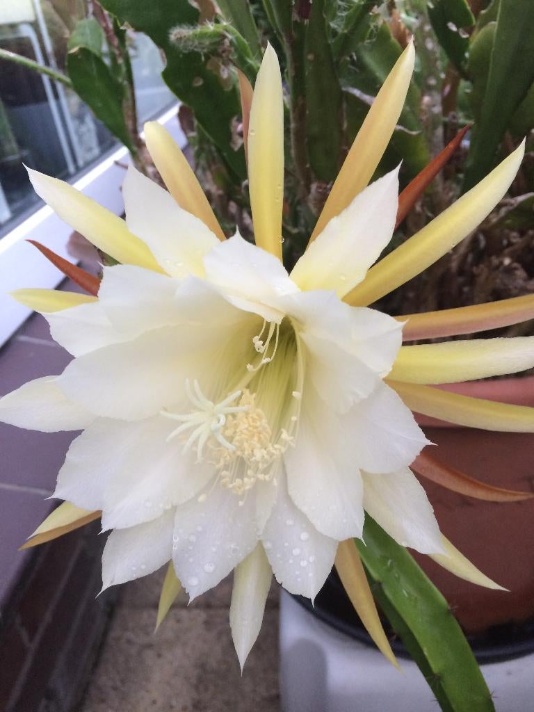 epiphyllum cactus apollo gewortelde stekken, Huis en Inrichting, Minder dan 100 cm, Bloeiende kamerplant, Halfschaduw, Ophalen of Verzenden