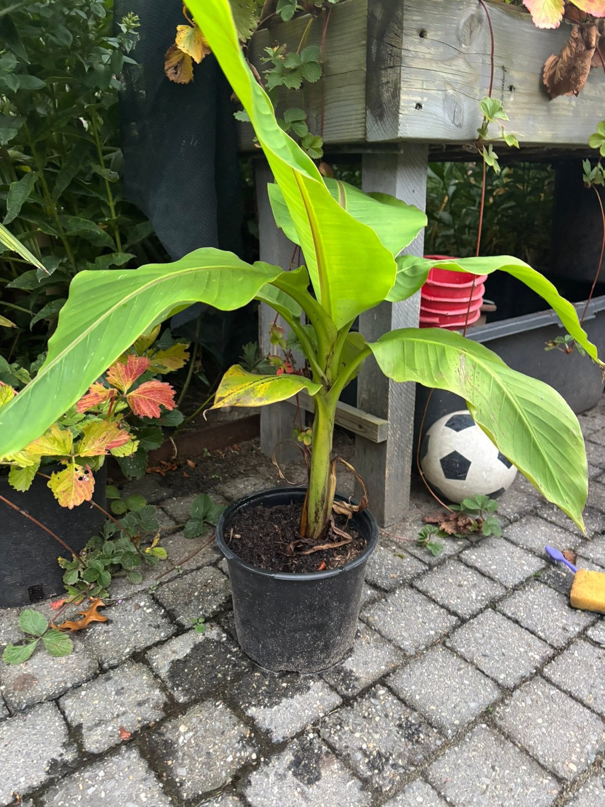 De laatste bananen van dit jaar, Ophalen, Overige soorten, Volle zon
