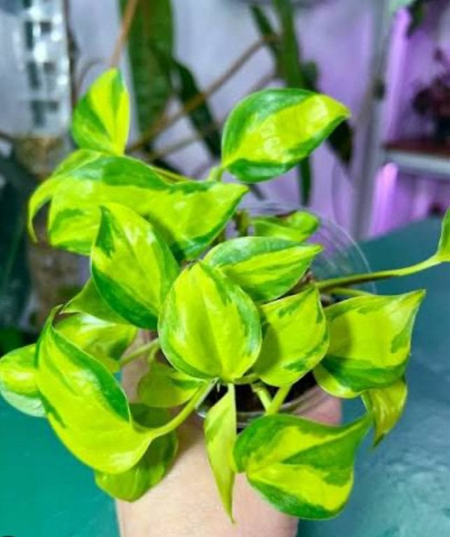 Scindapsus Neon N'Joy bladstekjes, Ophalen of Verzenden