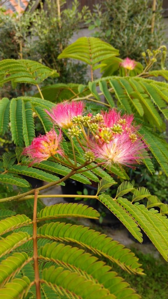 Albizia Tropica Dream Pos 1 pbr / mediterrane slaapboom, Tuin en Terras, Planten | Bomen, Zomer, 400 cm of meer, Ophalen, Volle zon