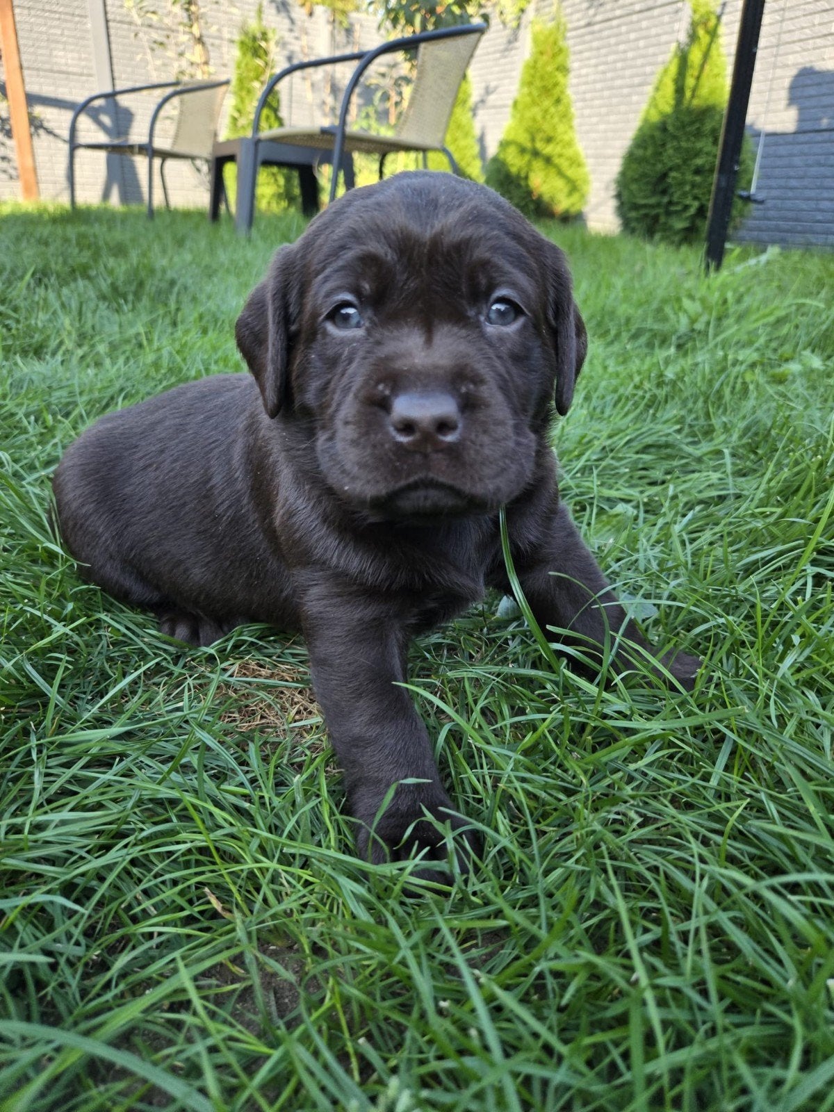 1050 euro prachtige Labrador puppy, Dieren en Toebehoren, Meerdere, Nederland, Particulier, CDV (hondenziekte)