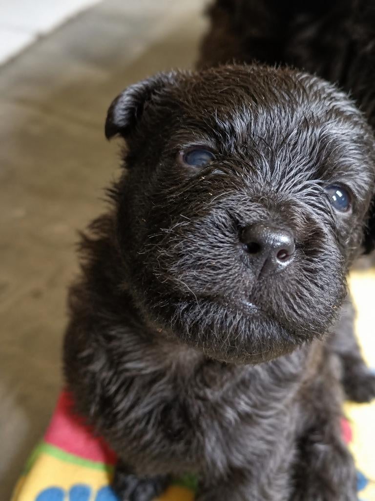 bouvierpups tekoop nog 2 reutjes beschikbaar, Bouvier, Parvo, Reu, 8 tot 15 weken