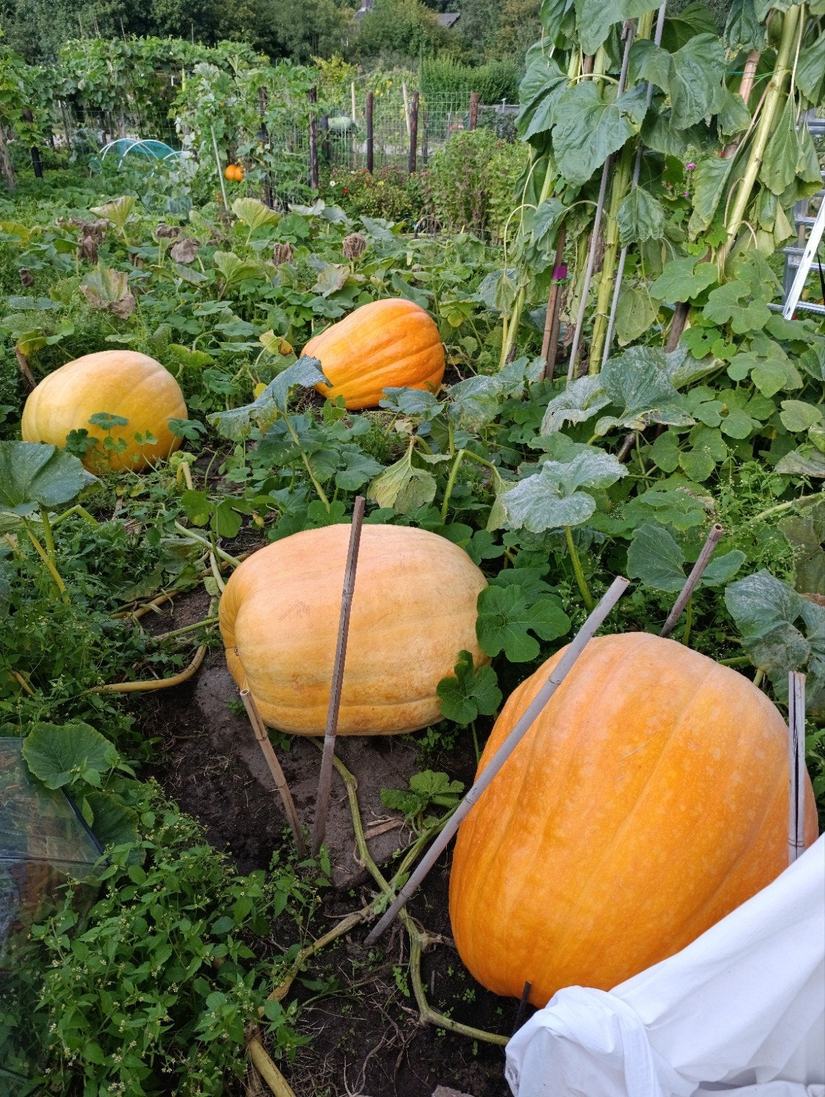Reuzenpompoenen - ruim 100 kilo, Tuin en Terras, Ophalen, Minder dan 100 cm, Overige soorten