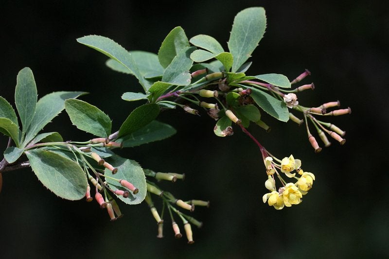 Zuurbes BIO (Berberis vulgaris) Diverse maten, Tuin en Terras, Planten | Tuinplanten, Overige soorten, Volle zon, Vaste plant