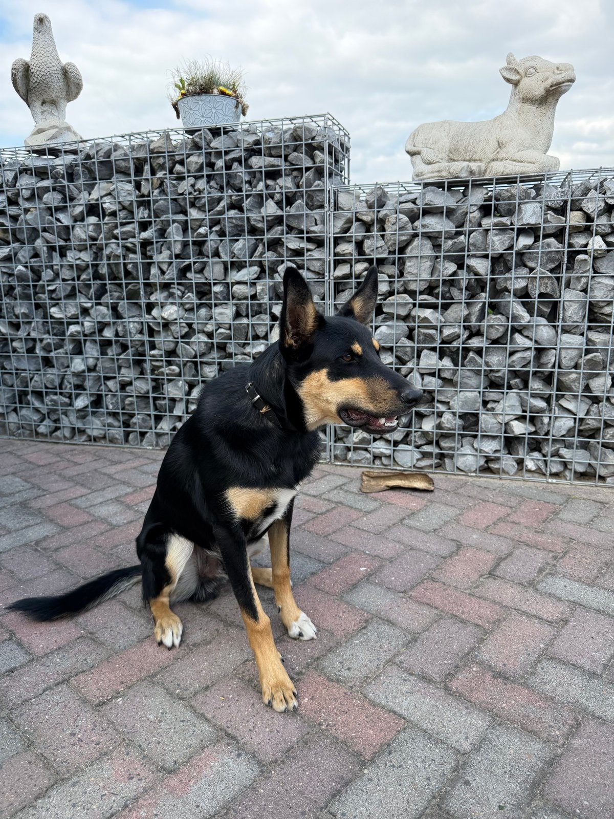 Pup bordercollie + austrailen kelpie 7 maanden, 15 weken tot 1 jaar, Reu, CDV (hondenziekte), Eén hond