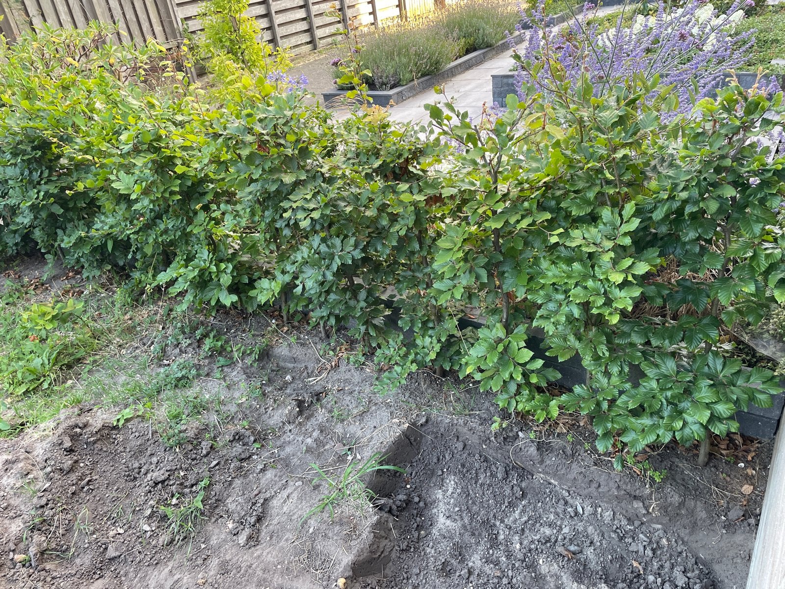 Beukenhaag 4,5 meter, 12 gezonde planten 110cm hoog, Ophalen, Beukenhaag, Haag, 100 tot 250 cm