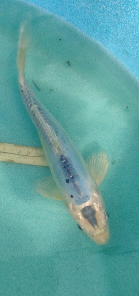 Koi 24 26cm, Karper of Koi