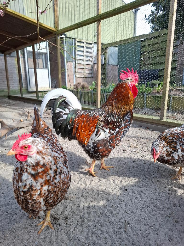 Broedeieren Zweedse bloemkip, Dieren en Toebehoren, Pluimvee, Geslacht onbekend, Kip
