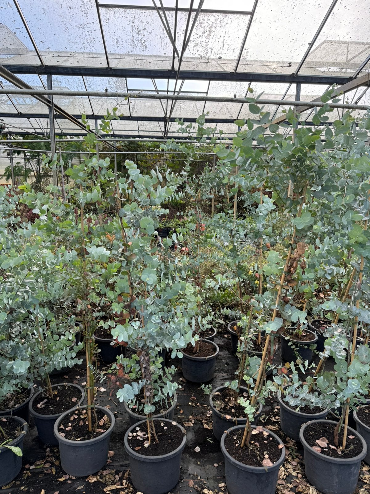 Eucalyptus lange planten 150/195  grote pot winterhard, Tuin en Terras, Volle zon, Vaste plant, Bloeit niet, Ophalen