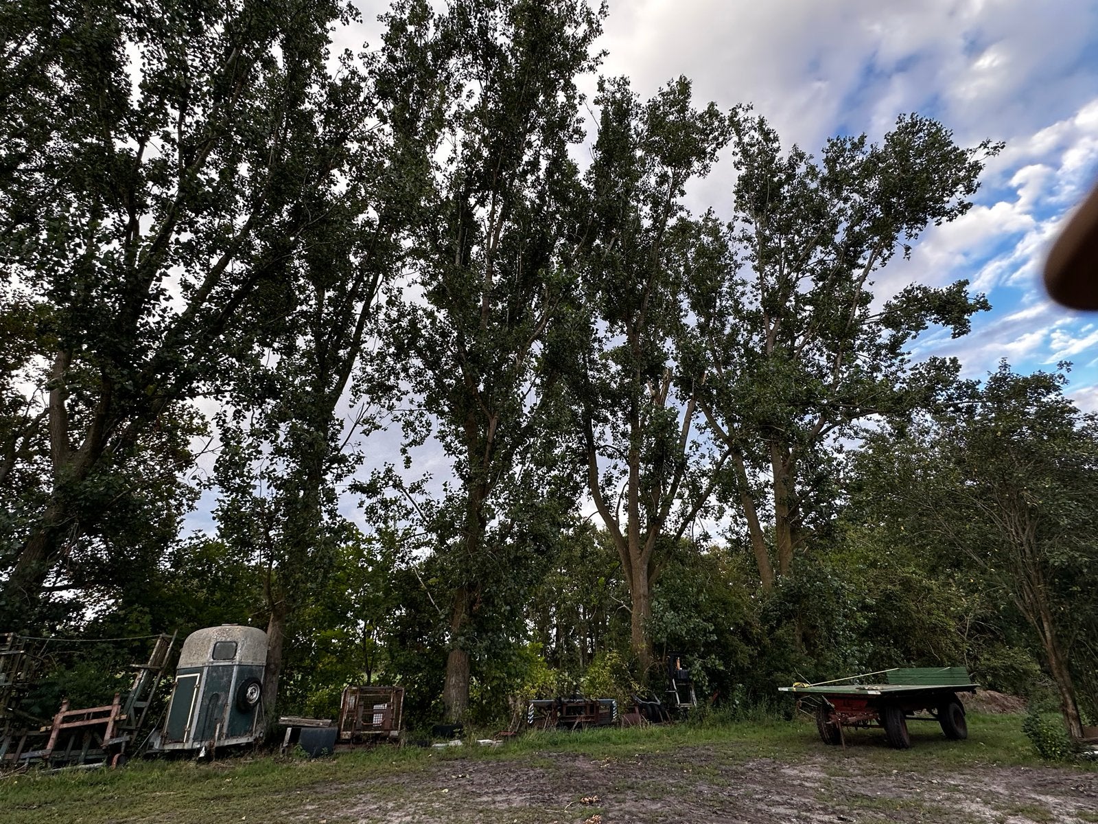 Gratis af te halen 7 hoge populieren (zelf kappen), Tuin en Terras, Planten | Bomen, Overige soorten, Lente, 400 cm of meer, Ophalen
