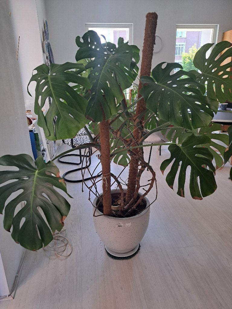 Grote gatenplant - Monstera, Ophalen, Overige soorten, Halfschaduw, In pot