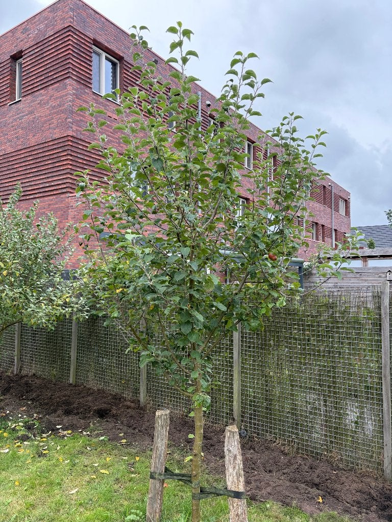 Appelboom, Ophalen, Volle zon, Zomer, Appelboom
