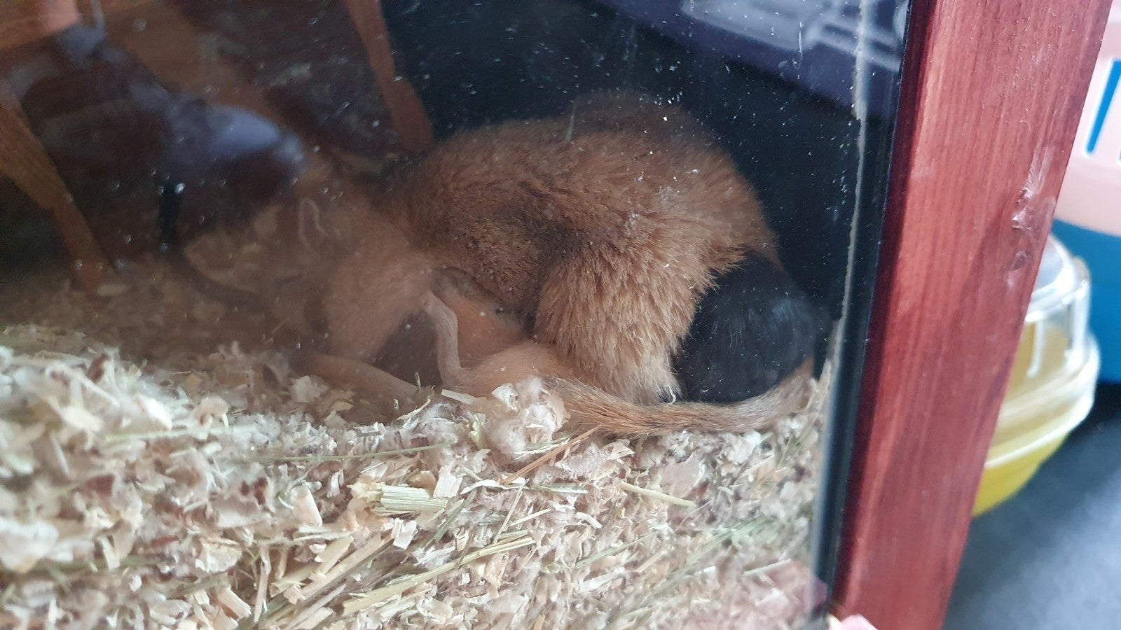 gerbils 15 euro per koppel vanaf 18-9 mogen ze weg, Dieren en Toebehoren, Knaagdieren, Juli, Vrouwelijk, Overige typen