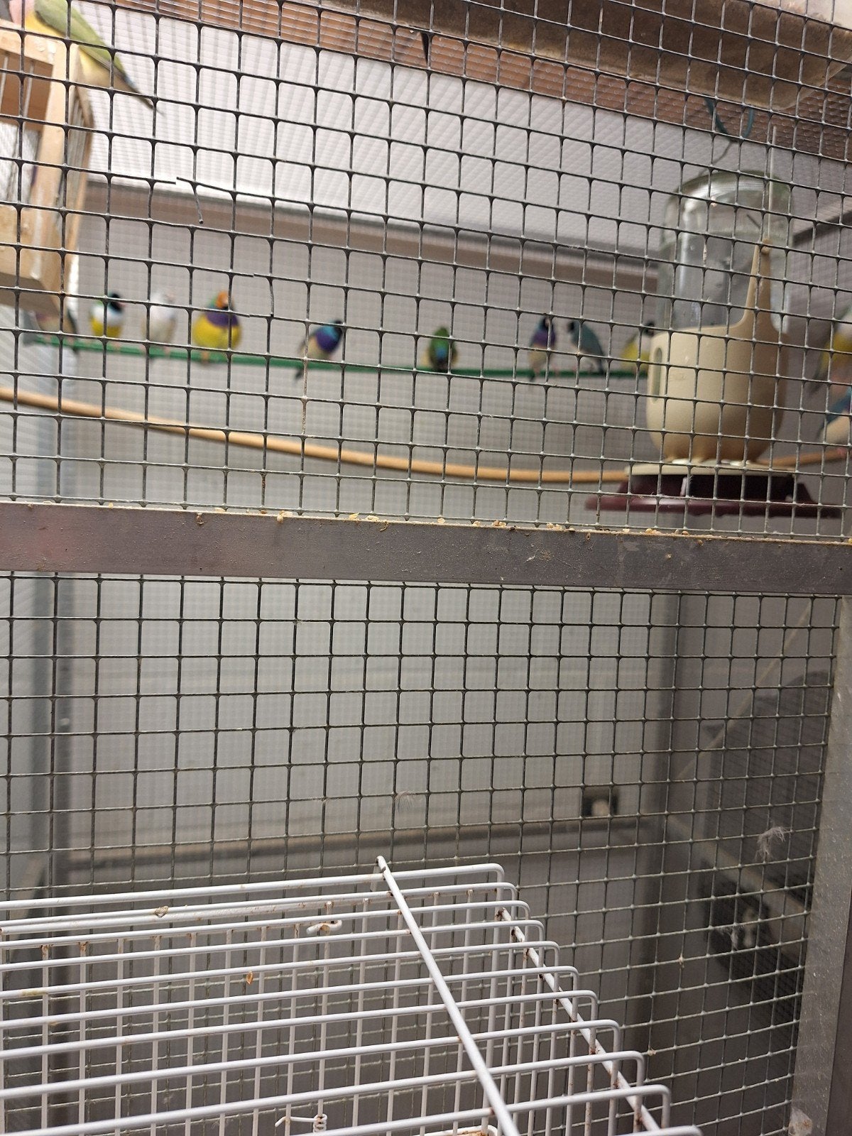 gouldamadines, Meerdere dieren, Tropenvogel, Geringd