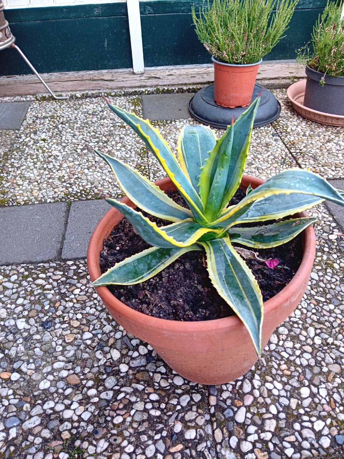 Agave plant in terracotta pot - Mooie sierplant, Ophalen of Verzenden