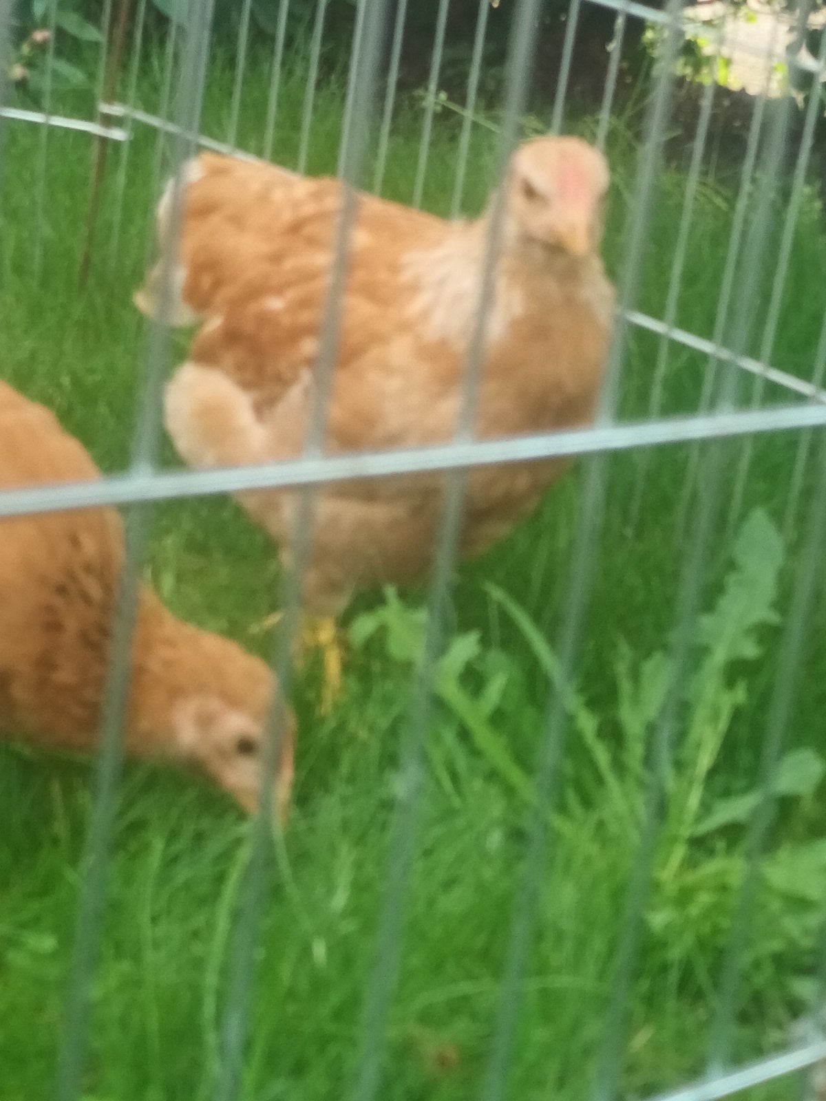3 Hennen en 5 hanen, Dieren en Toebehoren, Meerdere dieren, Kip