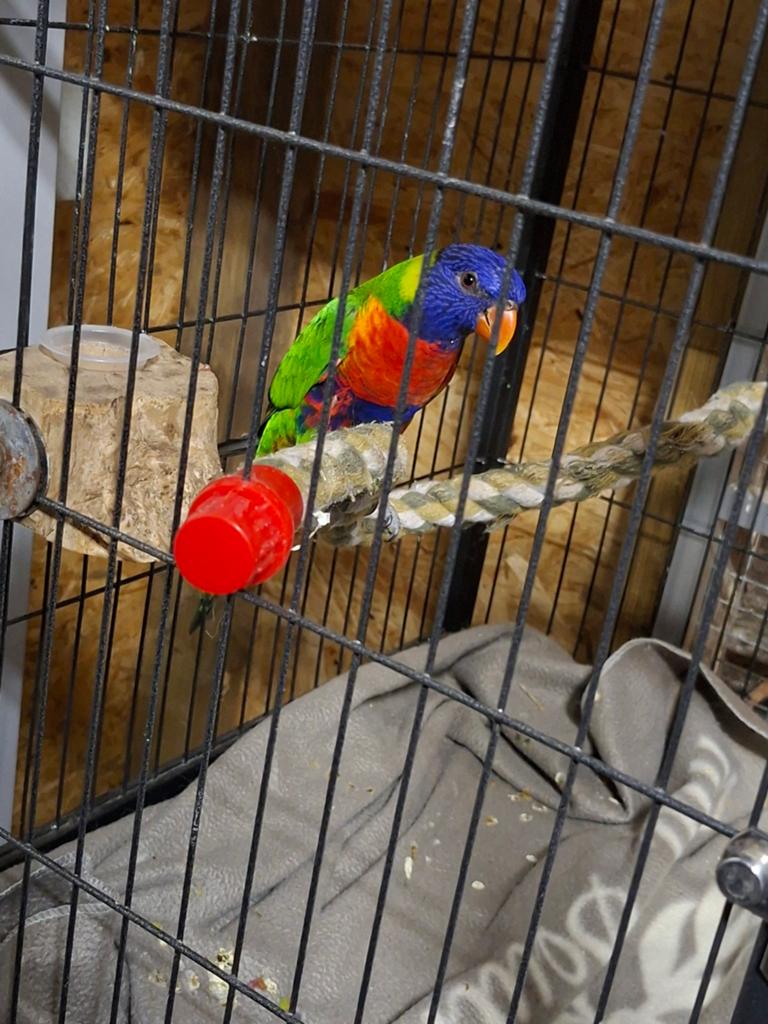 Lori, Dieren en Toebehoren, Vogels | Parkieten en Papegaaien, Mannelijk, Papegaai