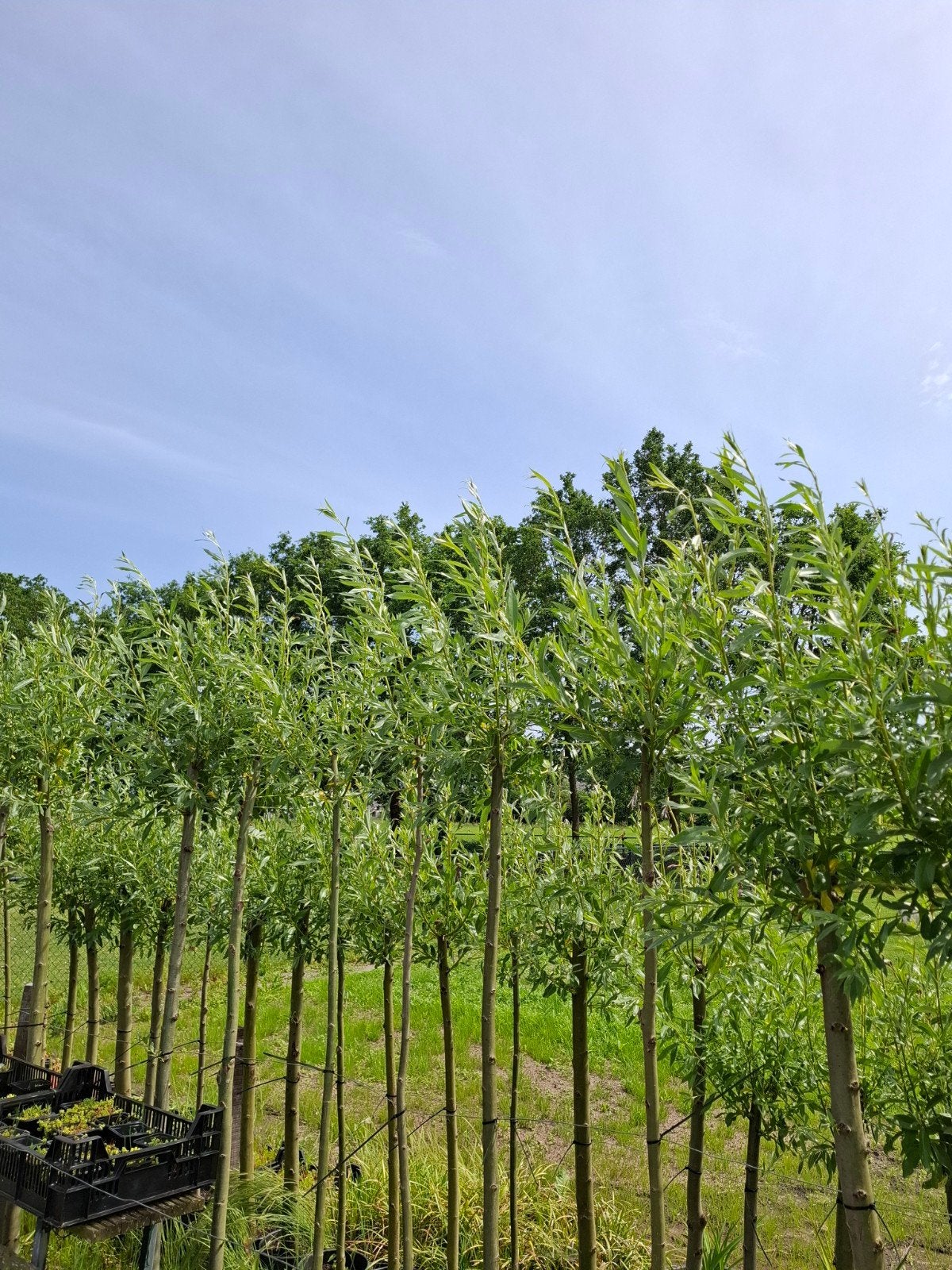 Mooie knotwilgen te koop, Tuin en Terras, Planten | Bomen, Ophalen, In pot, Overige soorten, 100 tot 250 cm