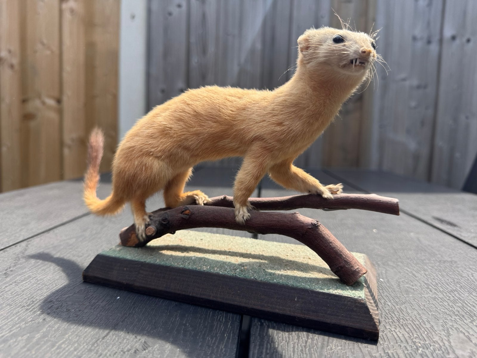 Opgezette hermelijn (taxidermie), Verzamelen, Dierenverzamelingen, Ophalen of Verzenden, Zo goed als nieuw, Wild dier, Opgezet dier