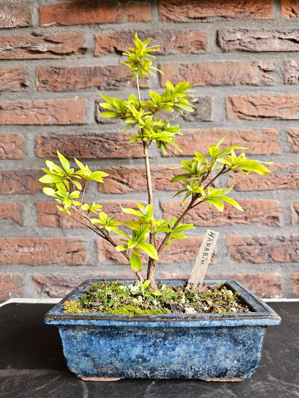 Hanabin Bonsai - Jonge Azalea in Blauwe Pot, Ophalen