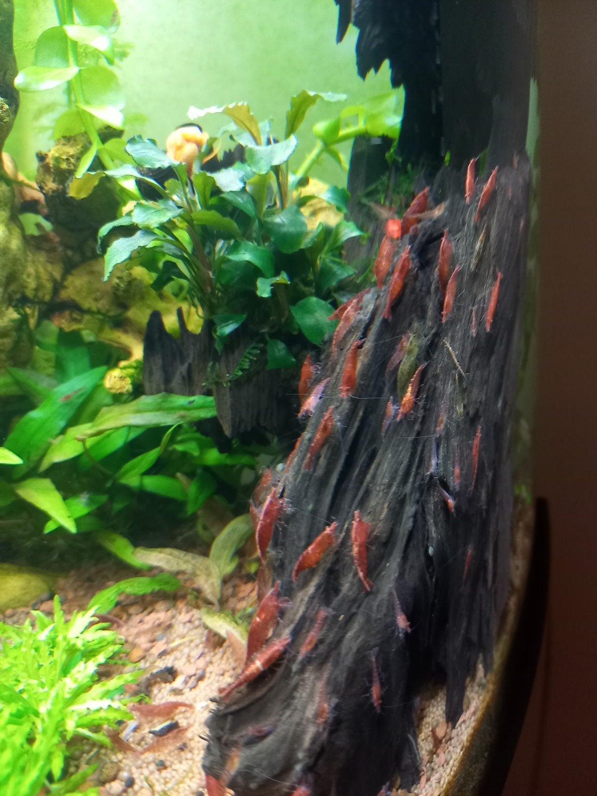 Vuurgarnalen (neocaridina garnalen), Dieren en Toebehoren, Vissen | Aquariumvissen, Kreeft, Krab of Garnaal
