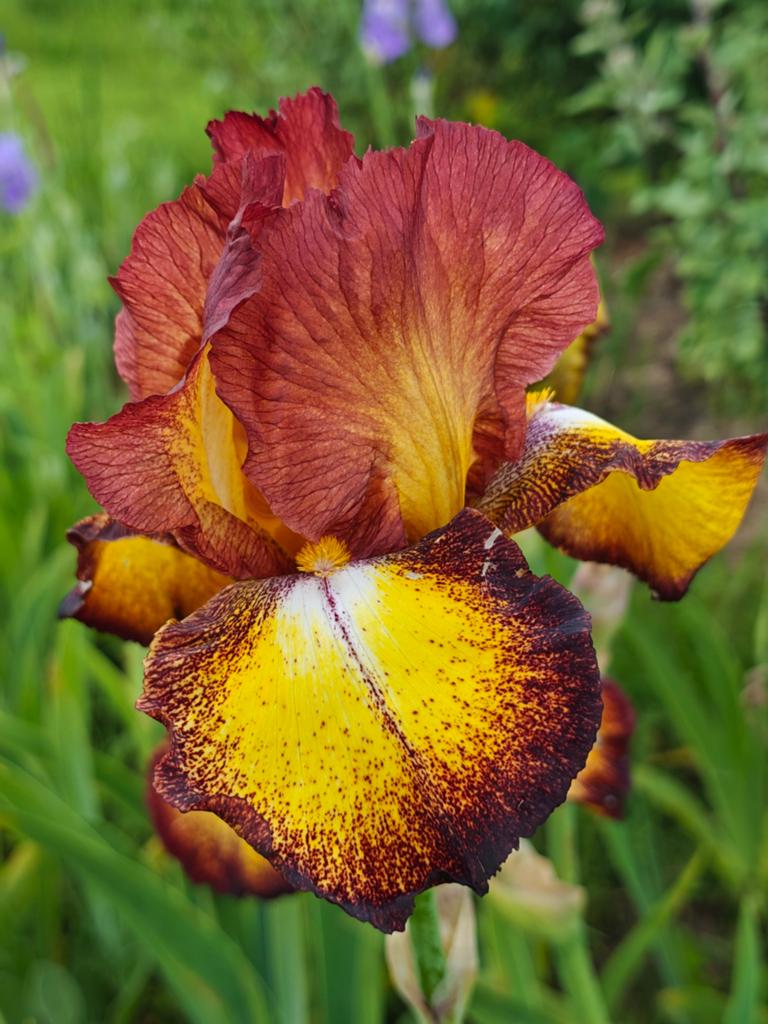 Iris Germánica 'Spreckles', baardiris, Tuin en Terras, Planten | Tuinplanten, Ophalen of Verzenden, Overige soorten, Volle zon