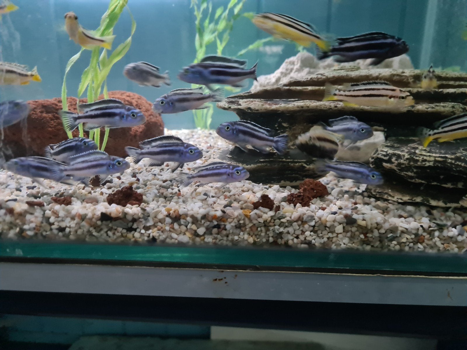 Melanochromis Maingano Malawi Cichliden, Vis, Zoetwatervis