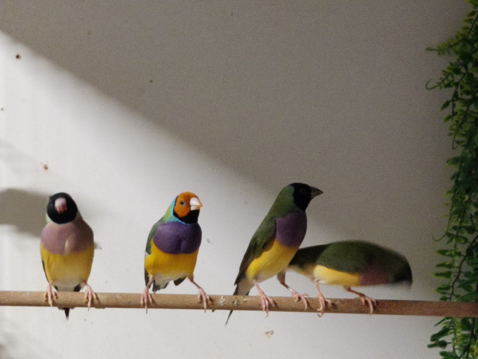 Gouldamadines man en poppen, Dieren en Toebehoren, Vogels | Overige Vogels, Meerdere dieren, Tropenvogel