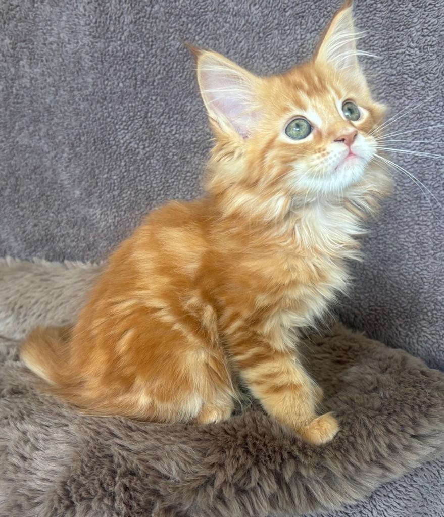 XXL Maine Coon Kittens Beschikbaar € 1450 met stamboom, Dieren en Toebehoren, Meerdere dieren, Met stamboom