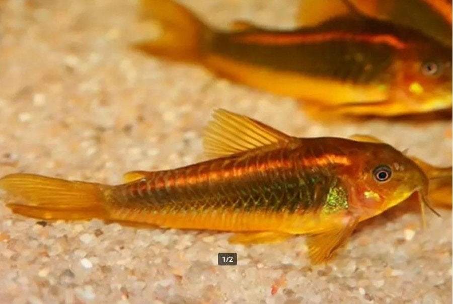 Corydora peru orange - Pantsermeerval- Koidream Valburg, Dieren en Toebehoren, Vis, Zoetwatervis