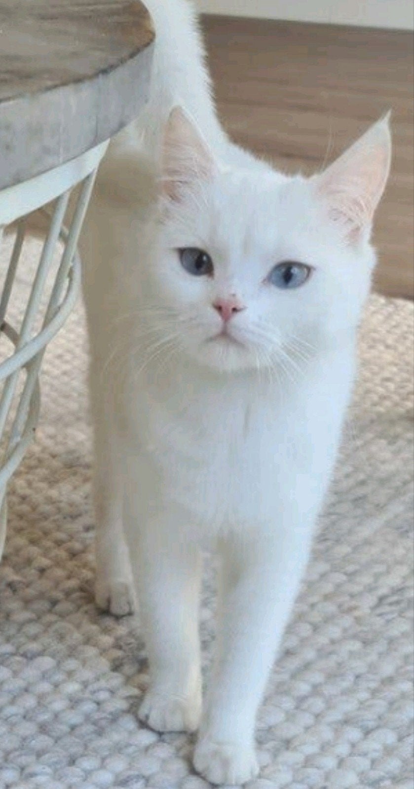ragdoll mix Brits korthaar kitten meisje 4 maanden, Poes, 0 tot 2 jaar