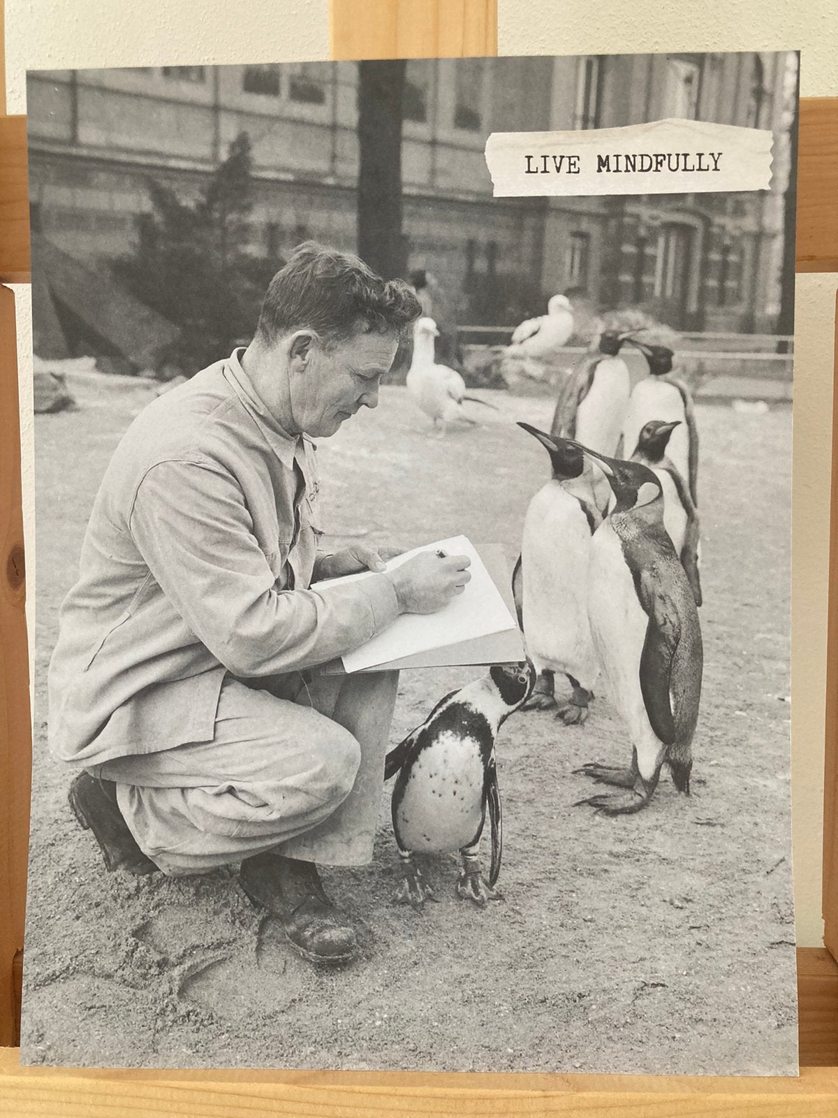 Zwart wit Print ‘Pinguïns  in ARTIS’ winter 1963  (Pinguïn, Ophalen of Verzenden, Zo goed als nieuw, Minder dan 50 cm, Print
