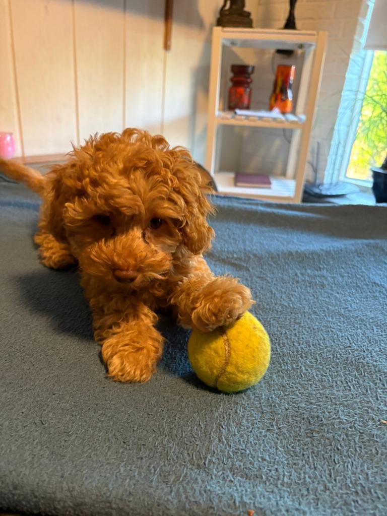2 lieve mini doodles zoeken hun eigen huis🥰🥰, Dieren en Toebehoren, Honden | Niet-rashonden, Parvo, 8 tot 15 weken, Meerdere