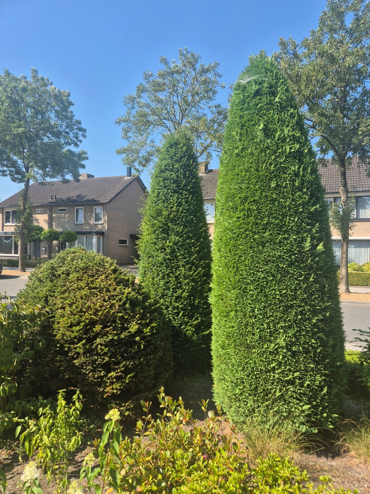 Gratis bomen af te halen in Liessel, Tuin en Terras, Ophalen of Verzenden