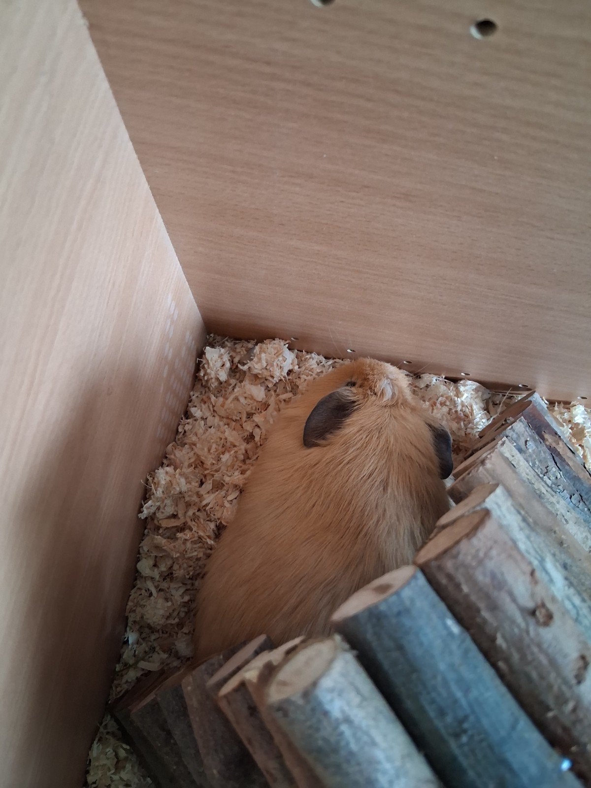 cavias, Dieren en Toebehoren, Knaagdieren, April, Mannelijk, Cavia