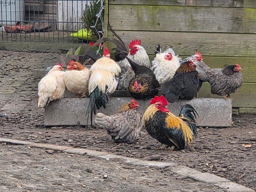 Chabo, Dieren en Toebehoren, Pluimvee, Geslacht onbekend, Kip