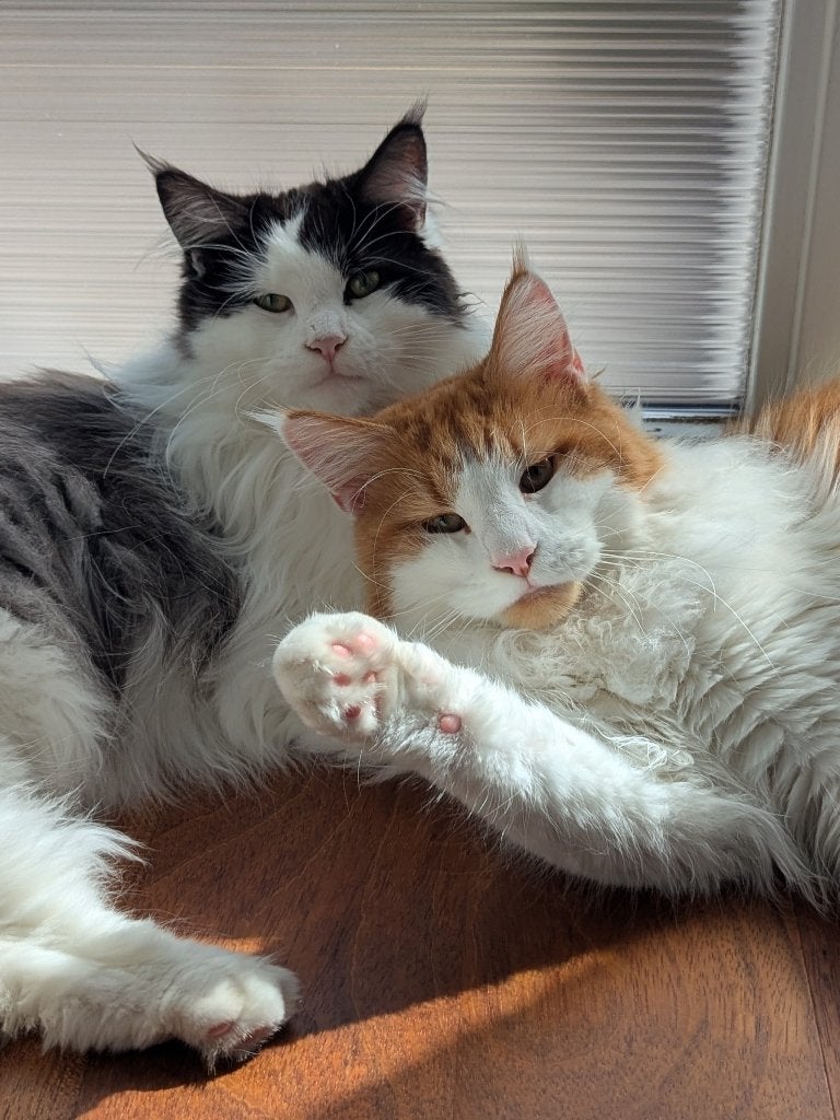Twee Maine Coon broertjes 1 jaar oud, Kater, Gechipt, 0 tot 2 jaar
