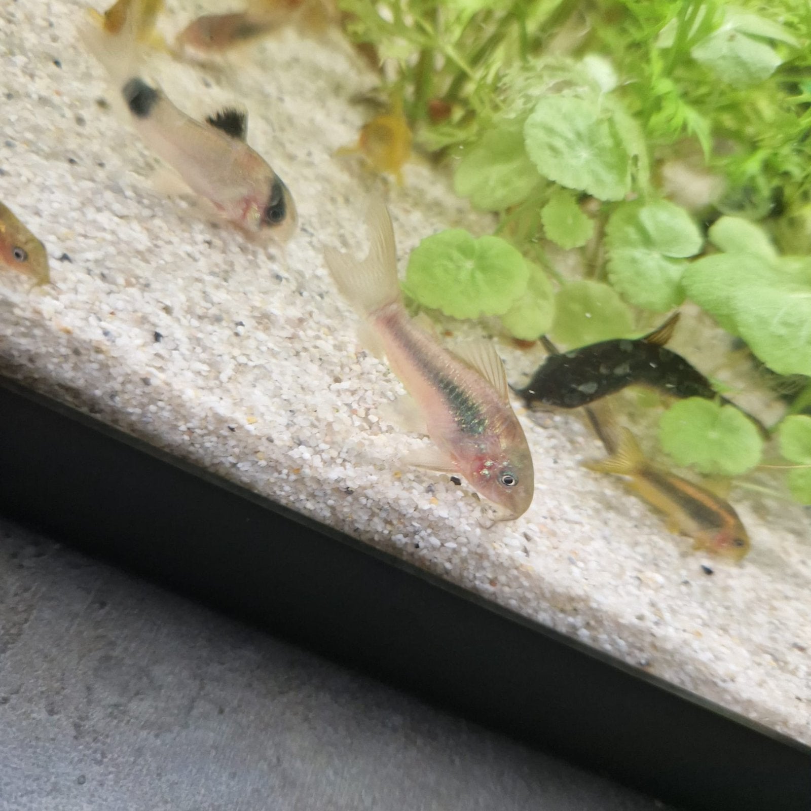 6 x corydoras aeneus €17,50 - 3 a 4 cm groot, Vis, Zoetwatervis, Schoolvis