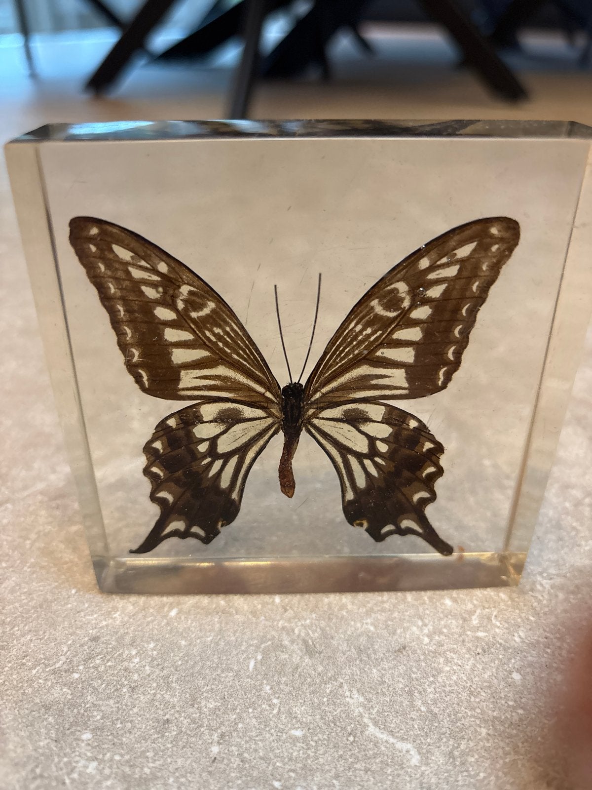 Prachtige vlinder in harsblok - Decoratief object, Ophalen of Verzenden, Zo goed als nieuw, Insect, Overige typen