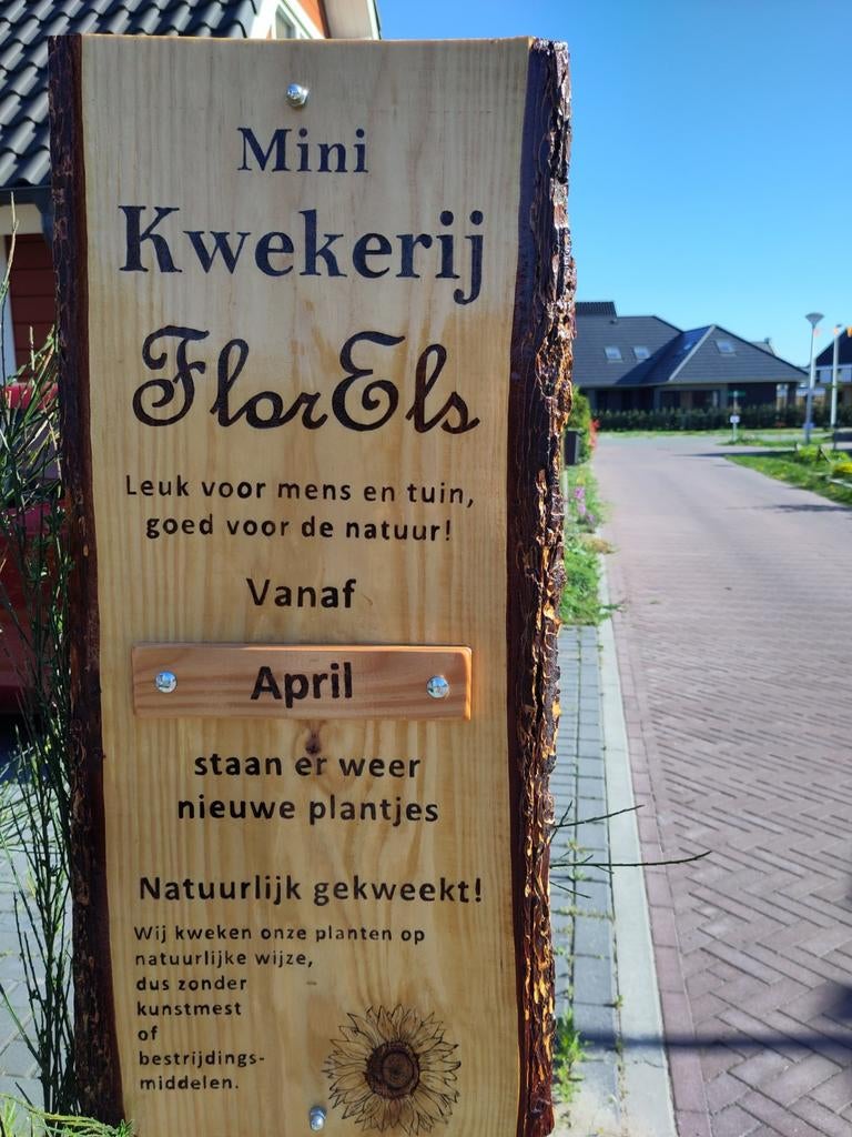 Diverse eetbare (moestuin)planten en bloemen (zie foto's), Ophalen