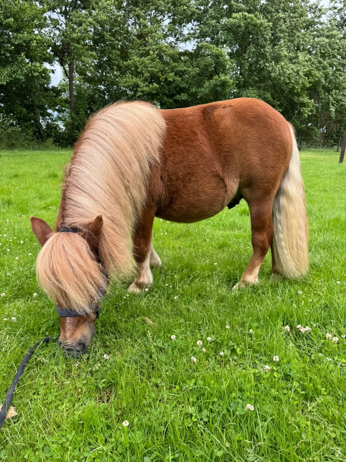 2 prachtige NSPS Shetland pony’s | Grote maat, Goed opgevoed, Met stamboom, Niet van toepassing, 0 tot 2 jaar, Hengst