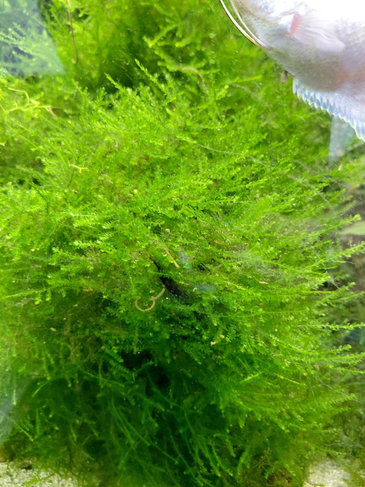 Mos, Dieren en Toebehoren, Vissen | Aquaria en Toebehoren, Plant(en), Steen of Hout, Ophalen of Verzenden