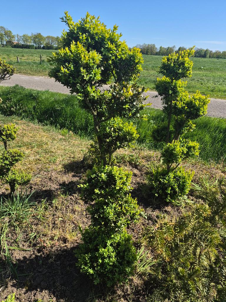 Vorm buxus, Volle zon, Vaste plant, Bloeit niet, Ophalen