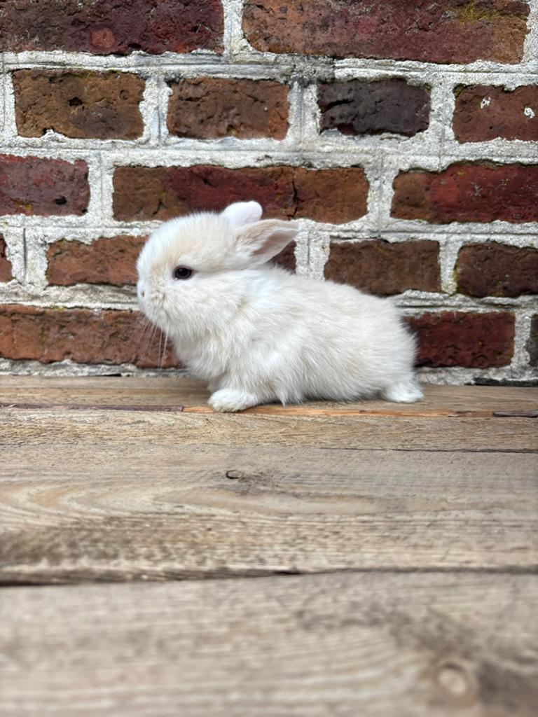 Heel mooi minilop konijntje 🩵, Dieren en Toebehoren, Konijnen, Mannelijk, Dwerg, Hangoor, 0 tot 2 jaar